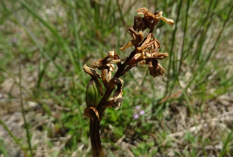 tonalit diverse di.....Anacamptis morio